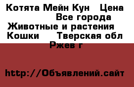 Котята Мейн Кун › Цена ­ 15 000 - Все города Животные и растения » Кошки   . Тверская обл.,Ржев г.